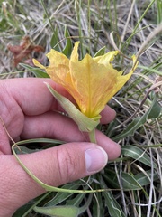 Oenothera howardii
