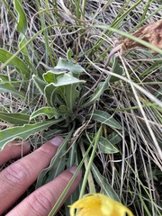 Oenothera howardii
