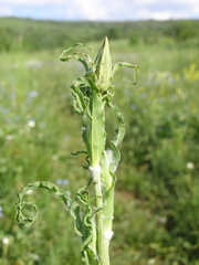 Tragopogon undulatus