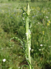Tragopogon undulatus