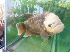 Osphronemus goramy