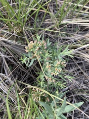 Comandra umbellata pallida