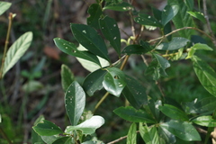 Cyclophyllum coprosmoides