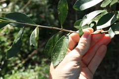 Cyclophyllum coprosmoides