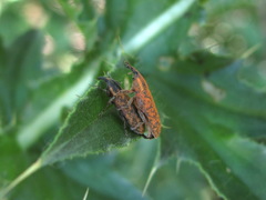 Lixus filiformis