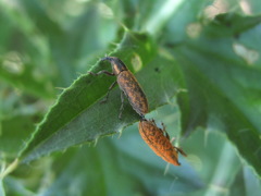 Lixus filiformis