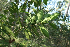 Cyclophyllum coprosmoides