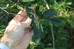 Cyclophyllum coprosmoides