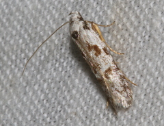 Oxythecta hieroglyphica