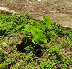 Caladium bicolor