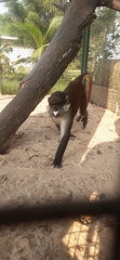 Cercopithecus petaurista