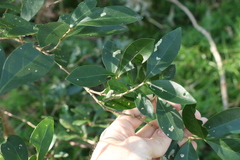 Cyclophyllum coprosmoides