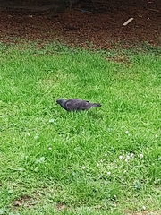 Columba livia domestica