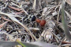 Myrmilloides grandiceps