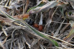 Myrmilloides grandiceps