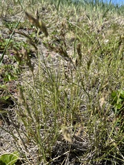 Poa eminens