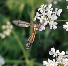 Tipula