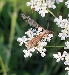 Tipula