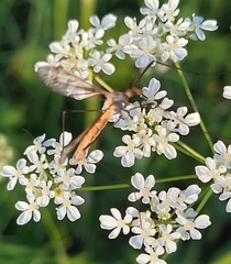Tipula