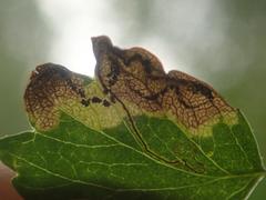Stigmella oxyacanthella