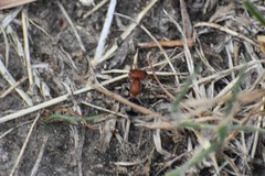 Myrmilloides grandiceps