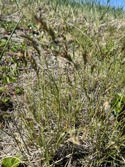 Poa eminens