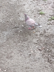 Columba livia domestica