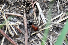 Myrmilloides grandiceps