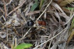 Myrmilloides grandiceps