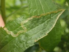 Phytomyza solidaginis