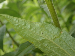 Phytomyza solidaginis