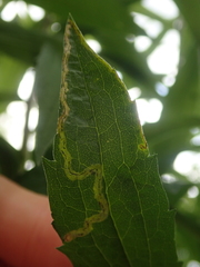 Phytomyza solidaginis