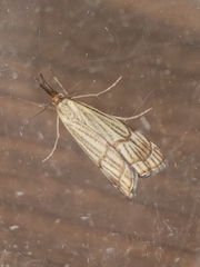 Chrysocrambus