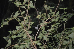 Zosterops borbonicus