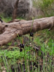 Mesomelaena pseudostygia