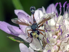 Physocephala vittata