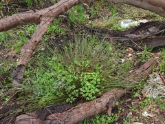 Mesomelaena pseudostygia