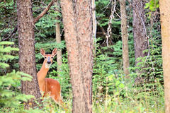 Odocoileus virginianus