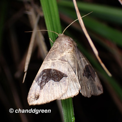 Bastilla joviana