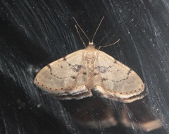 Idaea laevigata