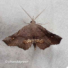 Throana pectinifer