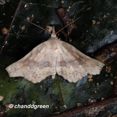 Throana pectinifer