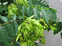Ailanthus altissima