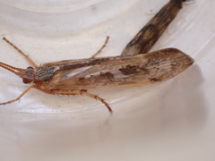 Limnephilus marmoratus