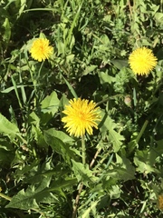 Taraxacum officinale