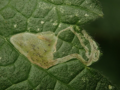 Amauromyza morionella