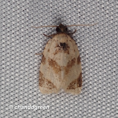 Neocalyptis liratana