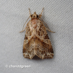 Callopistria flavitincta