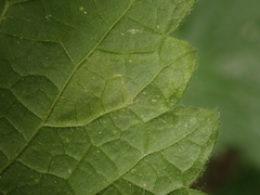 Amauromyza morionella