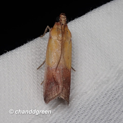 Piesmopoda semilutea